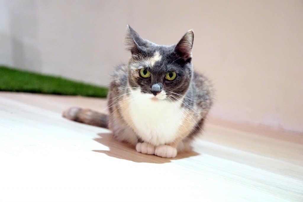 purradise cat cafe - TTDI -004