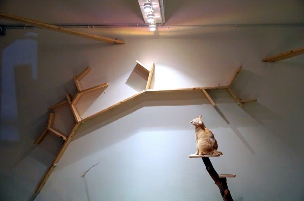 purradise cat cafe - TTDI -005